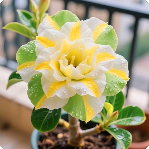 Wüstenrosenzwiebeln im Topf eignen sich für Fensterbänke, Balkone und Innenräume.-4zwiebeln-C Wüstenrosenzwiebeln im Topf eignen sich für Fensterbänke, Balkone und Innenräume.-4zwiebeln-C von KVHSVB