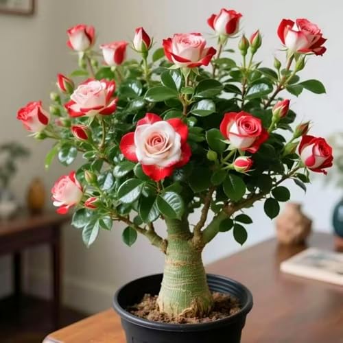 Wüstenrosenzwiebeln mit ihren leuchtenden Blüten verschönern jeden Winkel Ihres Zuhauses.-4zwiebeln-B Wüstenrosenzwiebeln mit ihren leuchtenden Blüten verschönern jeden Winkel Ihres Zuhauses.-4zwiebeln-B von KVHSVB