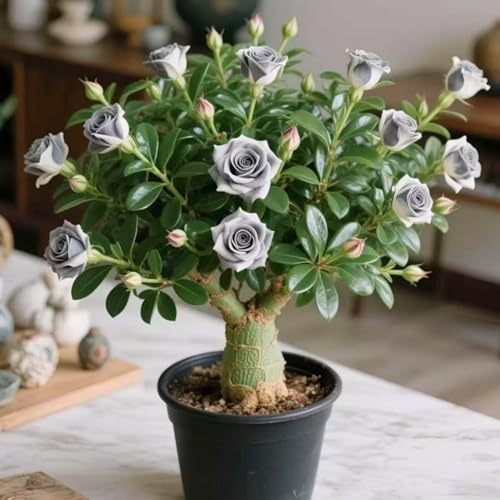 Wüstenrosenzwiebeln mit ihren leuchtenden Blüten verschönern jeden Winkel Ihres Zuhauses.-4zwiebeln-X Wüstenrosenzwiebeln mit ihren leuchtenden Blüten verschönern jeden Winkel Ihres Zuhauses.-4zwiebeln-X von KVHSVB