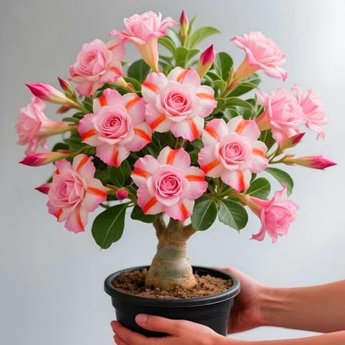 Wüstenrosenzwiebeln mit ihren leuchtenden Blüten verschönern jeden Winkel Ihres Zuhauses.-4zwiebeln-Z Wüstenrosenzwiebeln mit ihren leuchtenden Blüten verschönern jeden Winkel Ihres Zuhauses.-4zwiebeln-Z von KVHSVB