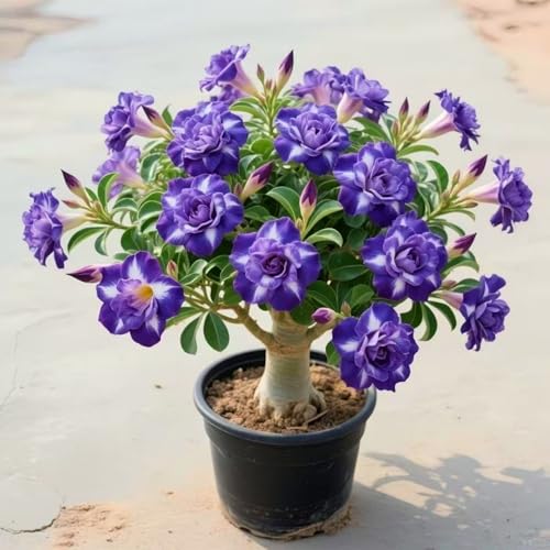 Wüstenrosenzwiebeln sind eine elegante Dekoration und eine perfekte Zierde für Ihr Zuhause.-4zwiebeln-Z Wüstenrosenzwiebeln sind eine elegante Dekoration und eine perfekte Zierde für Ihr Zuhause.-4zwiebeln-Z von KVHSVB