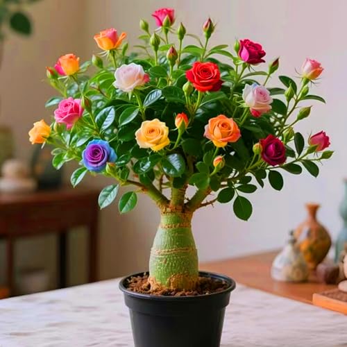 Wüstenrosenzwiebeln sind eine perfekte tropische Dekoration.-4zwiebeln-B von KVHSVB