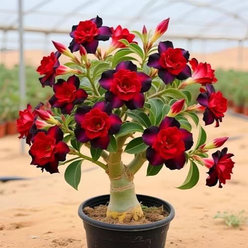 Wüstenrosenzwiebeln verleihen Ihrem Garten zu jeder Jahreszeit einen einzigartigen Stil.-3zwiebeln-V von KVHSVB