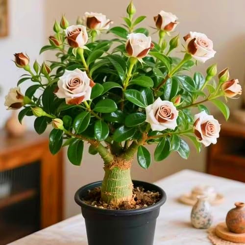 Wüstenrosenzwiebeln verleihen mit ihrem tropischen Duft eine künstlerische Note.-5zwiebeln-X Wüstenrosenzwiebeln verleihen mit ihrem tropischen Duft eine künstlerische Note.-5zwiebeln-X von KVHSVB