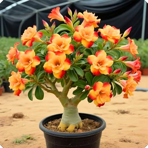 Wüstenrosenzwiebeln wirken wunderschön und elegant und schaffen eine anspruchsvolle Gartenlandschaft.-3zwiebeln-X von KVHSVB