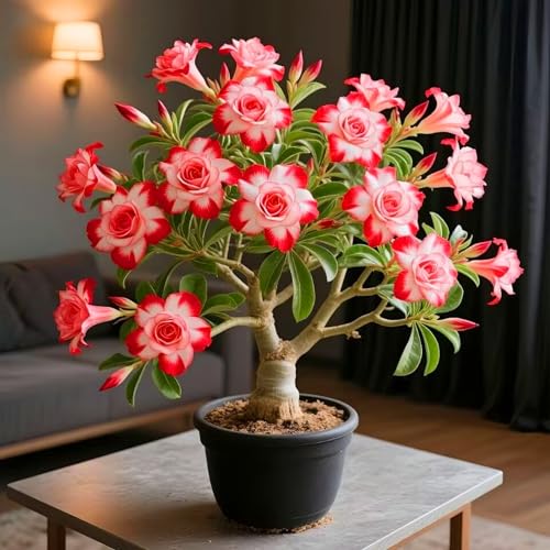 Wüstenrosenzwiebeln: Leuchtende Farben verschönern Ihre Gartenlandschaft.-2zwiebeln-C von KVHSVB