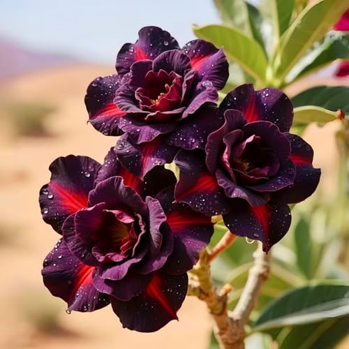 Wüstenrosenzwiebeln: Leuchtende Farben verschönern Ihre Gartenlandschaft.-4zwiebeln-X von KVHSVB