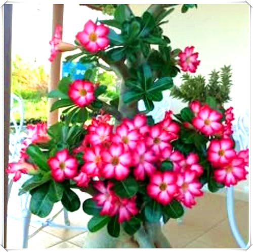 Wüstenrosenzwiebeln: Schaffen Sie ganz einfach ein tropisches Ambiente. Wunderschöne Formen, perfekt für Garten und Wohndeko.-4zwiebeln-X von KVHSVB