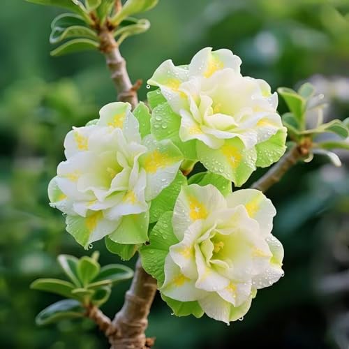 Zeitlose Eleganz der Wüstenrose, Perfekt für Gartenakzente-1zwiebeln-C Zeitlose Eleganz der Wüstenrose, Perfekt für Gartenakzente-1zwiebeln-C von KVHSVB