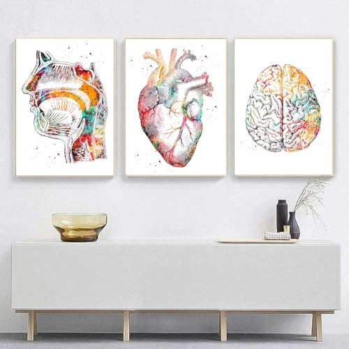 Anatomie Poster 3er-Set,Herz Gehirn Menschliche Anatomie Poster Krankenhaus Klinik Wandkunst Poster Medizin Wand Bilder-ohne Rahmen（D,70x100cm*3) von KXHHYB