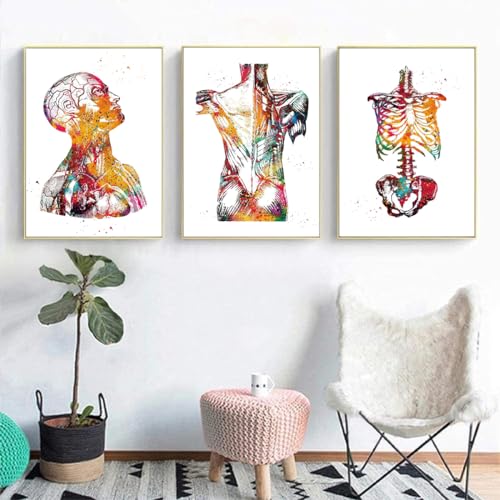 Anatomie 3er-Set - Herz, Gehirn, Menschliche Anatomie Poster für Krankenhaus und Klinik - Wandkunst Medizin Bilder Ohne Rahmen (B, 70x100cm*3) von KXHHYB