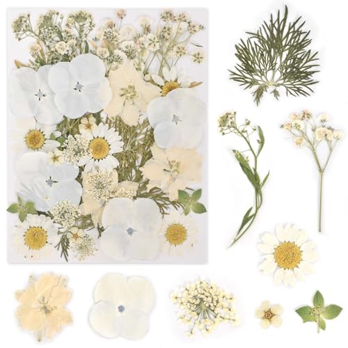 KYSUN Echt Getrocknete Gepresste Blumen, Getrocknete Blumen, DIY Gepresste Blumen, Natürliche Getrocknete Blumen, Trockenblumen Klein, Getrocknete Blätter Getrocknete Blüten für Kunst Basteln (Weiß) von KYSUN