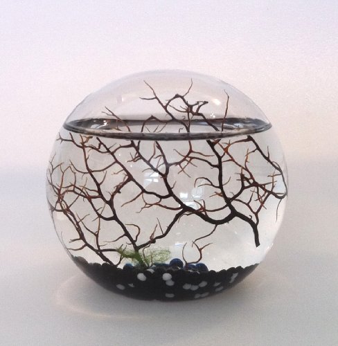 Original Ecosphere Kugel 10 cm schwarzer Kies !! Neu!! Miniaturwelt hinter Glas von KaRoFoilFIX