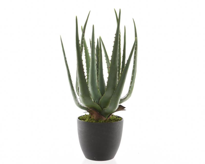 Kaemingk Aloe Vera im Topf Plastik 802104 L/H ca.40x25cm in D:25 H:40cm, grün Kaemingk Aloe Vera im Topf Plastik 802104 L/H ca.40x25cm in D:25 H:40cm, grün von Kaemingk