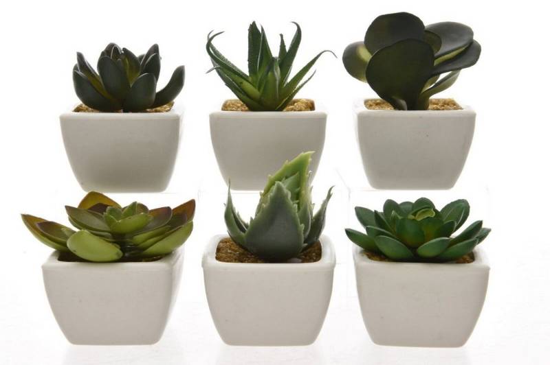 Kunstpflanze Kunst-Sukkulenten im Topf 6er-Set, Kaemingk Kunstpflanze Kunst-Sukkulenten im Topf 6er-Set, Kaemingk von Kaemingk
