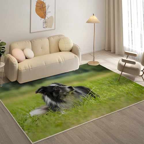 KaiHeBeding Kuscheliger Kurzflor Teppich Wohnzimmer, Australian Shepherd Anti-Rutsch Unterseite Teppich, Waschbar Bis 30 Grad, Super Soft,Pflegeleicht und Robust Felloptik, Haustiere ,160x230cm KaiHeBeding Kuscheliger Kurzflor Teppich Wohnzimmer, Australian Shepherd Anti-Rutsch Unterseite Teppich, Waschbar Bis 30 Grad, Super Soft,Pflegeleicht und Robust Felloptik, Haustiere ,160x230cm von KaiHeBeding