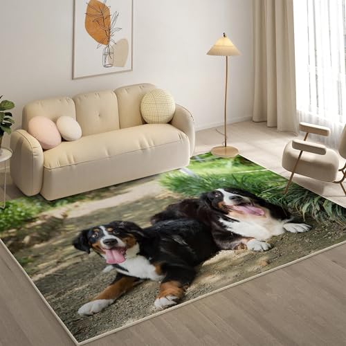 KaiHeBeding Kuscheliger Kurzflor Teppich Wohnzimmer, Berner Sennenhund Anti-Rutsch Unterseite Teppich, Waschbar Bis 30 Grad, Super Soft,Pflegeleicht und Robust Felloptik, Haustiere ,160x230cm KaiHeBeding Kuscheliger Kurzflor Teppich Wohnzimmer, Berner Sennenhund Anti-Rutsch Unterseite Teppich, Waschbar Bis 30 Grad, Super Soft,Pflegeleicht und Robust Felloptik, Haustiere ,160x230cm von KaiHeBeding