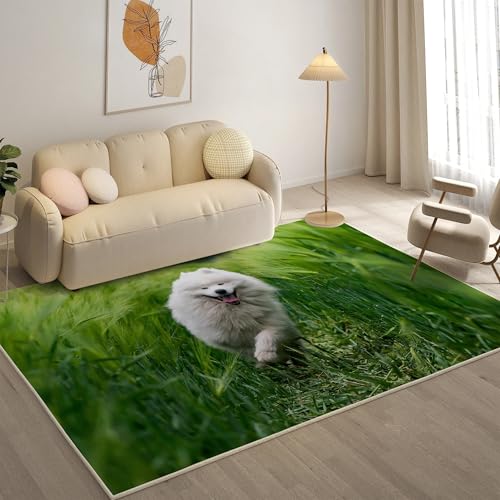 KaiHeBeding Kuscheliger Kurzflor Teppich Wohnzimmer, Samojede Anti-Rutsch Unterseite Teppich, Waschbar Bis 30 Grad, Super Soft,Pflegeleicht und Robust Felloptik, Weizenfeld ,120x170cm KaiHeBeding Kuscheliger Kurzflor Teppich Wohnzimmer, Samojede Anti-Rutsch Unterseite Teppich, Waschbar Bis 30 Grad, Super Soft,Pflegeleicht und Robust Felloptik, Weizenfeld ,120x170cm von KaiHeBeding