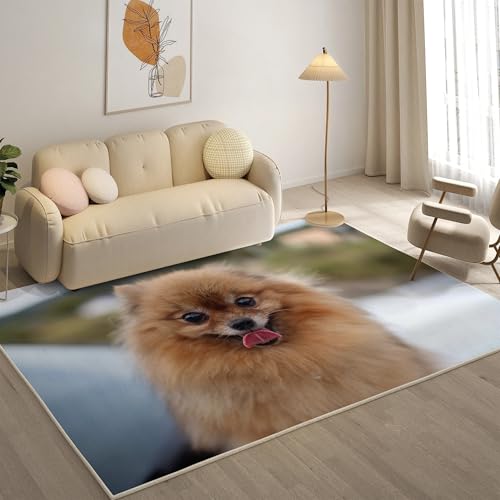 KaiHeBeding Kuscheliger Kurzflor Teppich Wohnzimmer, Zwergspitz Anti-Rutsch Unterseite Teppich, Waschbar Bis 30 Grad, Super Soft,Pflegeleicht und Robust Felloptik, Kleiner Hund ,120x160cm KaiHeBeding Kuscheliger Kurzflor Teppich Wohnzimmer, Zwergspitz Anti-Rutsch Unterseite Teppich, Waschbar Bis 30 Grad, Super Soft,Pflegeleicht und Robust Felloptik, Kleiner Hund ,120x160cm von KaiHeBeding