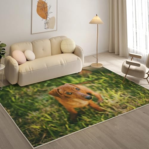 KaiHeBeding Teppich 200x300, Waschbar Anti-Rutsch Extra GroßE Teppiche, Khaki Moderner Kurzflor Teppich Wohnzimmer Schlafzimmer mit, Dackel von KaiHeBeding