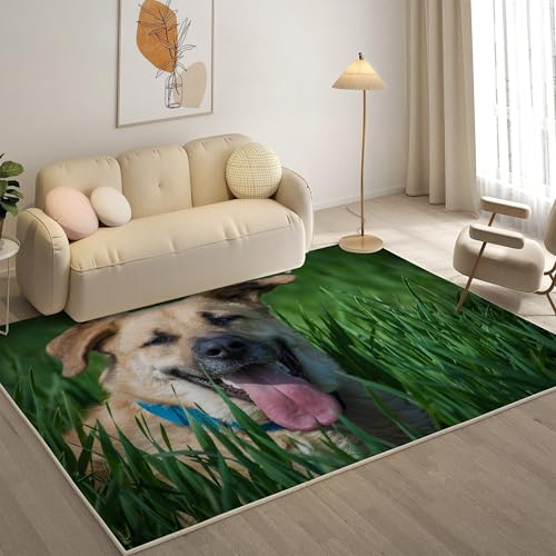 KaiHeBeding Teppich 200x300, Waschbar Anti-Rutsch Extra GroßE Teppiche, Labrador Moderner Kurzflor Teppich Wohnzimmer Schlafzimmer mit, Haustiere von KaiHeBeding