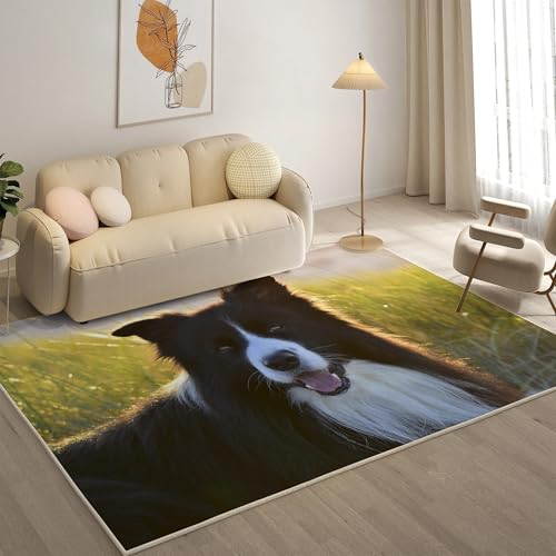 KaiHeBeding Teppich 200x300, Waschbar Anti-Rutsch Extra GroßE Teppiche, Scotch Collie Moderner Kurzflor Teppich Wohnzimmer Schlafzimmer mit, Tier von KaiHeBeding