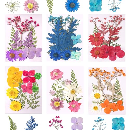 Kaizuca 6 Stück Gepresste Blumen,Natürliche Getrocknete Blumen, DIY-Bastelmaterial, Trockenblumen geeignet für Handyhüllen, Fotorahmen, Seifenherstellung, Scrapbooking Kaizuca 6 Stück Gepresste Blumen,Natürliche Getrocknete Blumen, DIY-Bastelmaterial, Trockenblumen geeignet für Handyhüllen, Fotorahmen, Seifenherstellung, Scrapbooking von Kaizuca