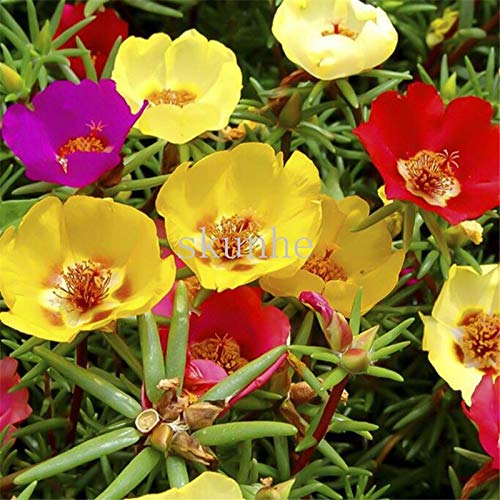 Kalash Neu 100pcs Portulak Jahreszeiten Blumensamen für das Gartenarbeitn Multi-Color von Kalash