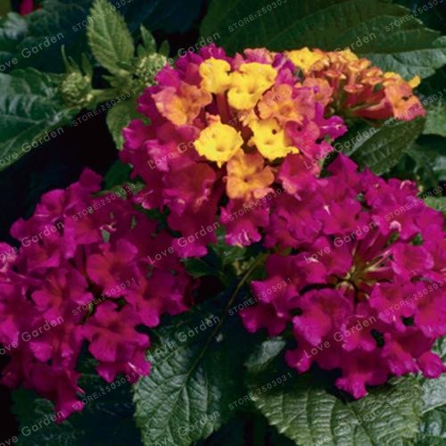 Kalash Neu 50 Stück Lantana Camara Blumensamen für Lila EinGartenarbeitn von Kalash