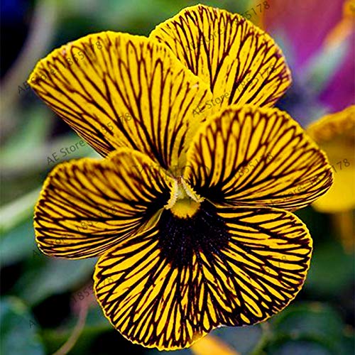 Kalash Neue 100 PC Climbing Clematis (nicht Glühbirne) Samen für die Gartendunkelrosa von Kalash