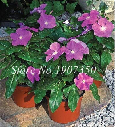 Kalash Neue 100 PC Periwinkle Vinca Blumen Samen für Gartenarbeit für Garten Violet von Kalash