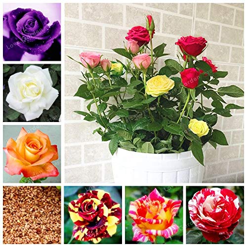 Kalash Neue 100 PC-Rosen-Blumen-Samen für Gärten Misch6 von Kalash