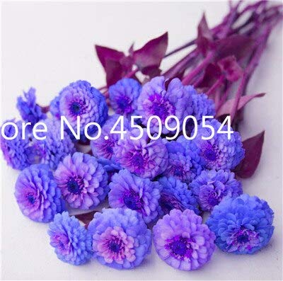 Kalash Neue 100 PC Zinnia Fower SEEDS für die Gartenarbeit Blue 1 von Kalash