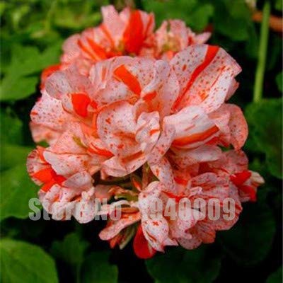 Kalash Neue 100 PCS Frische Geranie Blumensamen für Garten Orange weiß von Kalash