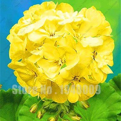 Kalash Neue 100 PCS Frische Geranie Blumensamen für Gartenarbeit Gelb von Kalash