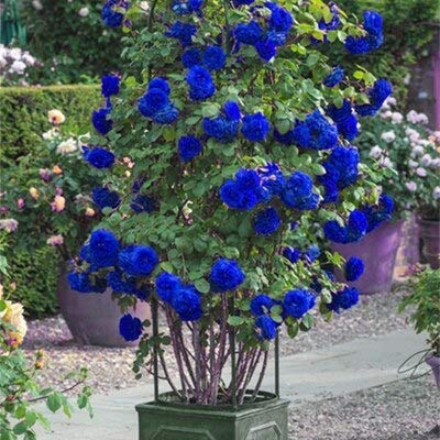 Kalash Neue 300 PC Seltenen Rosen-Baum Blumensamen für Garten Blau von Kalash