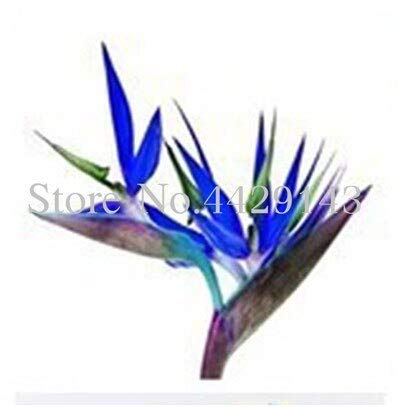 Kalash New 100pcs Strelitzia Blumensamen für Garten Blau von Kalash