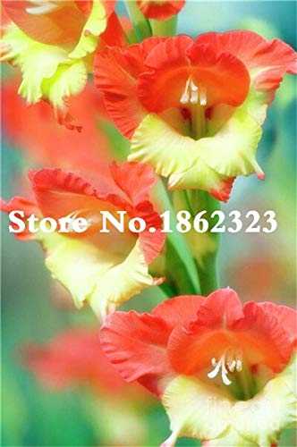 Kalash New 120pcs Gladiolen Blumensamen für Garten Oranges Licht grün von Kalash