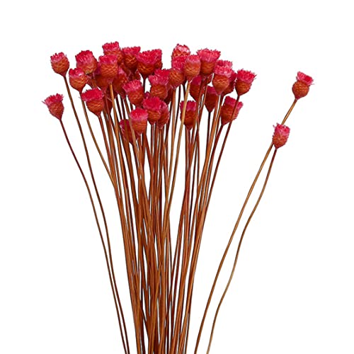 Getrocknetes Gänseblümchen Bouquet natürliche trockene Blüten Dekoration in Vase Tisch Blumen 50 Stämme rot von Kalastussaari