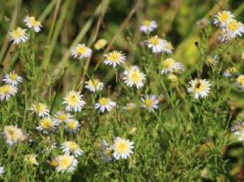 Fiederspaltige Schönaster, Kalimeris pinnatifida var. hortensis, Topfware von Kalimeris pinnatifida var. hortensis