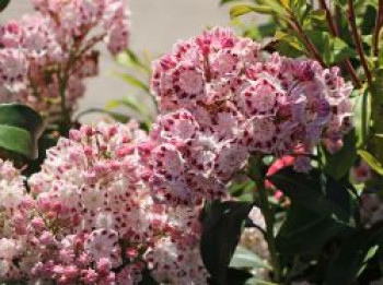 Berglorbeer / Lorbeerrose 'Ginkona', 20-25 cm, Kalmia latifolia 'Ginkona', Containerware von Kalmia latifolia 'Ginkona'