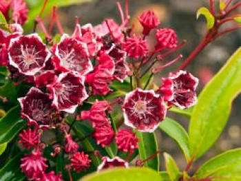 Berglorbeer / Lorbeerrose 'Kaleidoscope', 20-25 cm, Kalmia latifolia 'Kaleidoscope', Containerware von Kalmia latifolia 'Kaleidoscope'