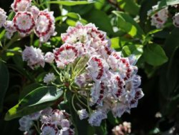 Berglorbeer 'Nani', 20-30 cm, Kalmia latifolia 'Nani', Containerware Berglorbeer 'Nani', 20-30 cm, Kalmia latifolia 'Nani', Containerware von Kalmia latifolia 'Nani'