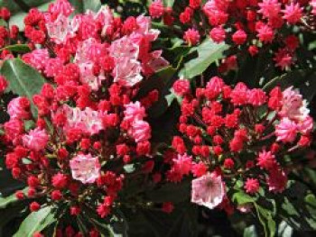 Berglorbeer / Lorbeerrose 'Olympic Fire', 25-30 cm, Kalmia latifolia 'Olympic Fire', Containerware Berglorbeer / Lorbeerrose 'Olympic Fire', 25-30 cm, Kalmia latifolia 'Olympic Fire', Containerware von Kalmia latifolia 'Olympic Fire'