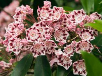 Berglorbeer / Lorbeerrose 'Olympic Wedding', 20-25 cm, Kalmia latifolia 'Olympic Wedding', Containerware von Kalmia latifolia 'Olympic Wedding'