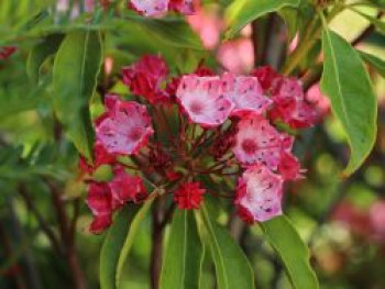 Berglorbeer / Lorbeerrose 'Ostbo Red', 20-25 cm, Kalmia latifolia 'Ostbo Red', Containerware von Kalmia latifolia 'Ostbo Red'