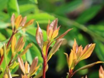 Berglorbeer / Lorbeerrose 'Quinnipiac', 25-30 cm, Kalmia latifolia 'Quinnipiac', Containerware von Kalmia latifolia 'Quinnipiac'