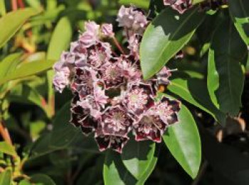 Berglorbeer / Breitblättrige Lorbeerrose 'Sterntaler', 20-30 cm, Kalmia latifolia 'Sterntaler', Containerware von Kalmia latifolia 'Sterntaler'