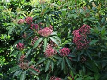 Berglorbeer 'You Can', 20-30 cm, Kalmia latifolia 'You Can', Containerware von Kalmia latifolia 'You Can'