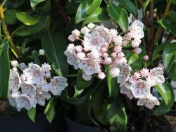 Berglorbeer 'Zebulon', 20-25 cm, Kalmia latifolia 'Zebulon', Containerware von Kalmia latifolia 'Zebulon'